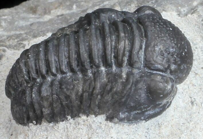 Bargain, Gerastos Trilobite Fossil - Morocco #57621
